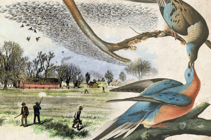 Tragický osud holuba stěhovavého: z miliard na nulu během 100 let