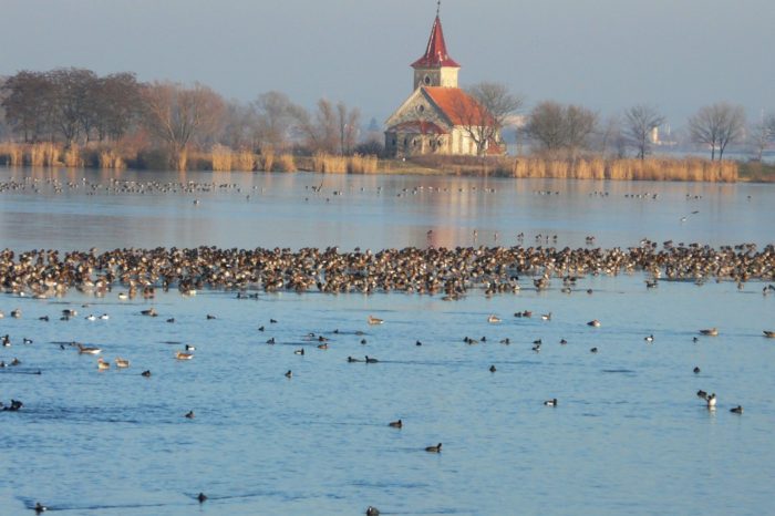Vydejte se na výpravu za husami a berneškami na jižní Moravu