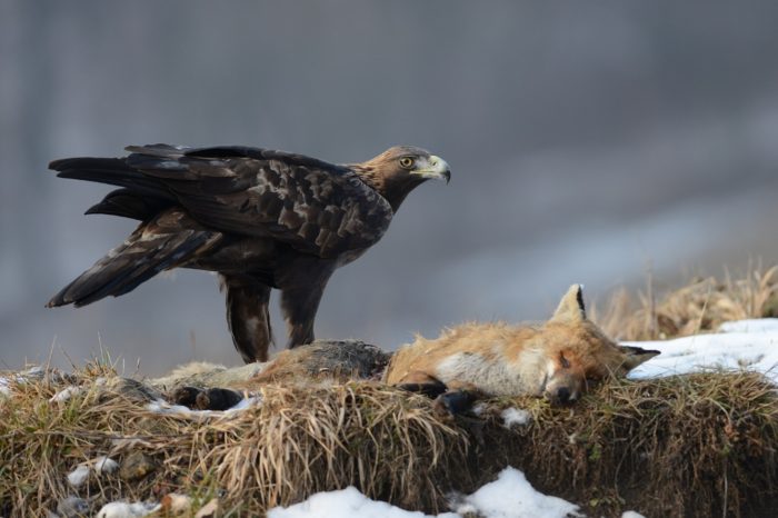 Do ochrany orla skalního se zapojí i lesníci