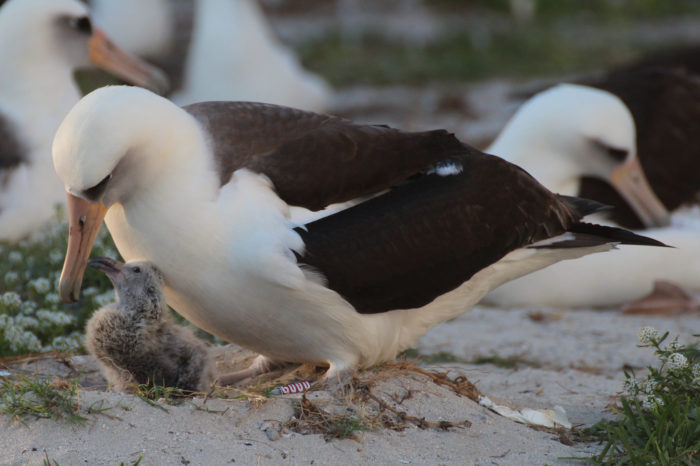 Nejstarší žijící pták, albatrosice Wisdom snesla další vajíčko