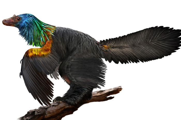 Nově objevený ptačí dinosaur se chlubil iridescentním peřím