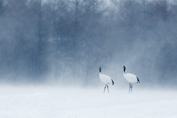 Cranes and Agriculture: O nelehkém soužití člověka s jeřáby