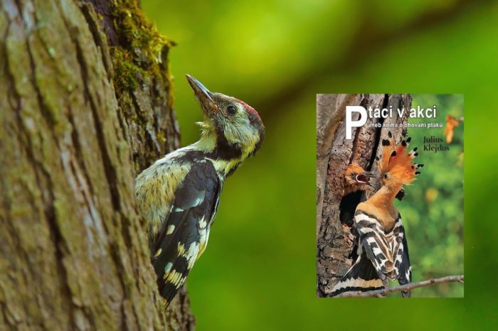 Recenze: Ptáci v akci, aneb kniha o chování ptáků