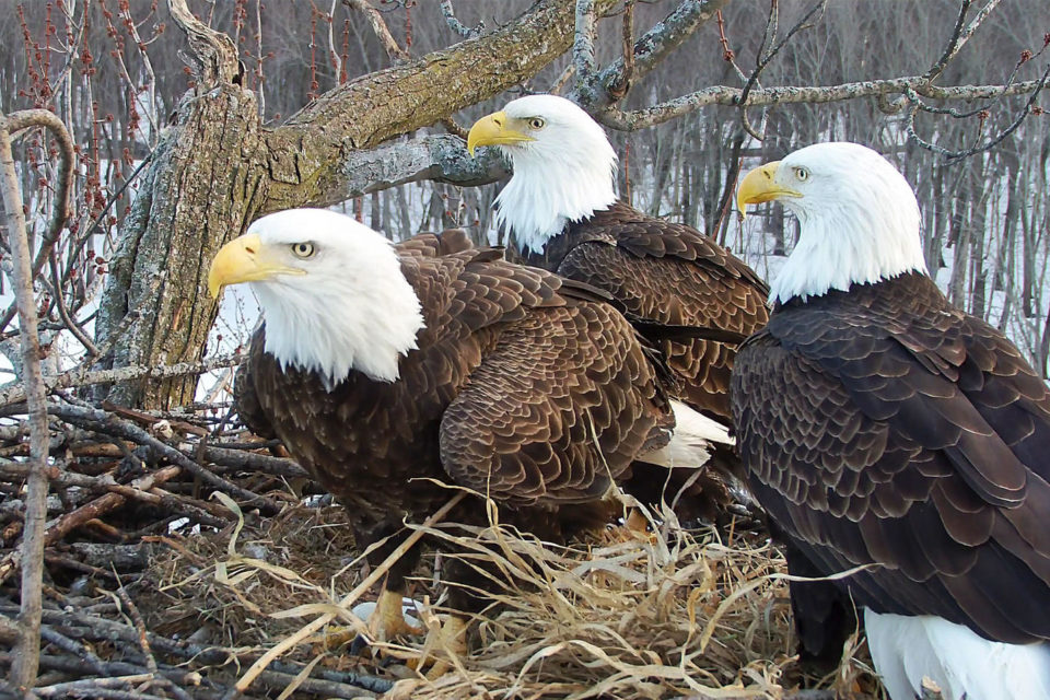 Výběr redakce Archivy - Strana 2 z 3 - AVIFAUNA - Český online magazín o  ptácích