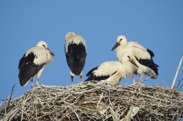 Ornitologové v Moravskoslezském kraji opravovali čapí hnízda. Našli v nich i nebezpečné plasty.