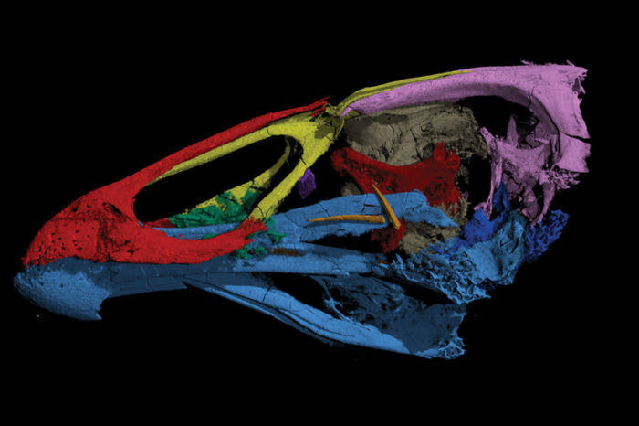 Vědci nalezli zkamenělého ptáka, předchůdce dnešních hrabavých