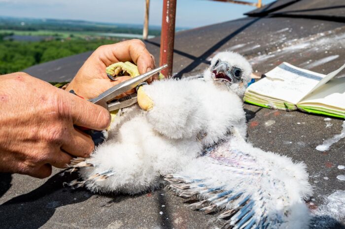 Sokoli vyvedli mladé na komíně Spolany Neratovice. Jména jim vyberou místní školáci