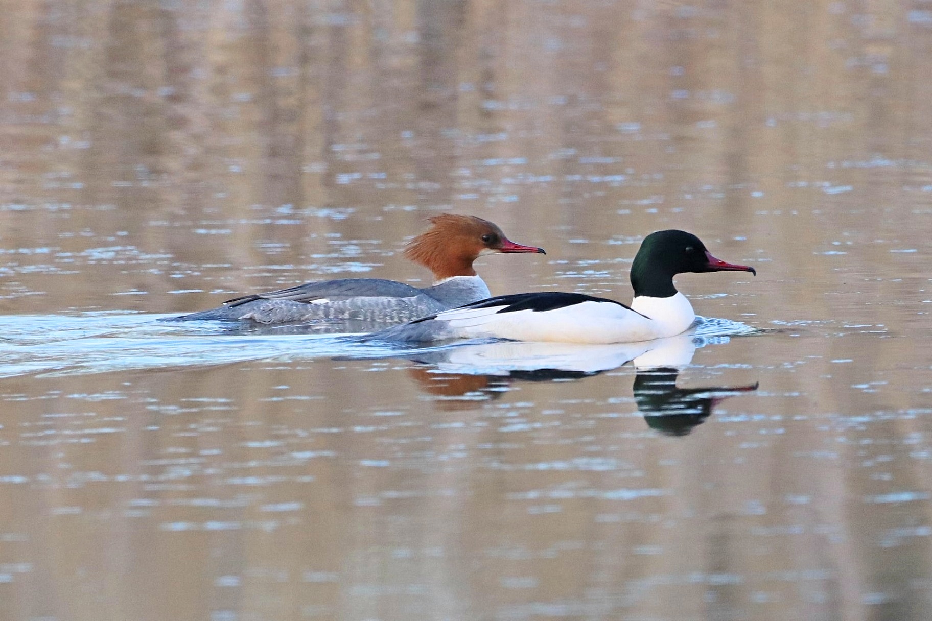 Mezinárodní sčítání vodních ptáků 2021 je již za dveřmi - AVIFAUNA - Český online magazín o ptácích