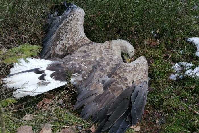 Na Příbramsku bylo nalezeno 15 patrně otrávených ptáků!