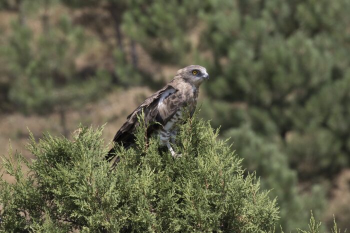 Vzácný orlík krátkoprstý postřelen na Slovensku